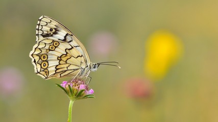 Melanargia larissa  27
