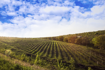 Fototapeta na wymiar field with grapes against the beautiful sky