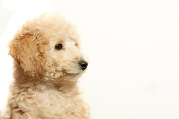 beige poodle puppy on a white background