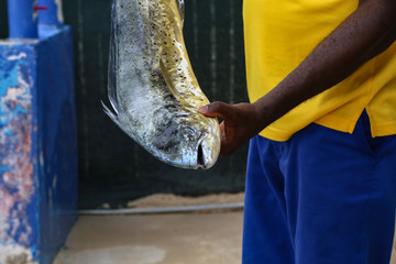Fresh fish caught in the sea