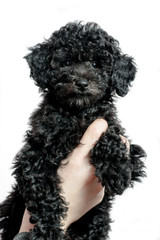 black puppy poodle on white background