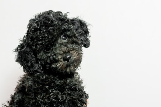 black puppy poodle on white background
