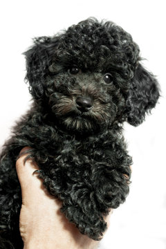 black puppy poodle on white background