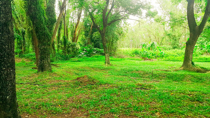 lawn and tropical trees in rainny day  nature green wood  backgrounds.