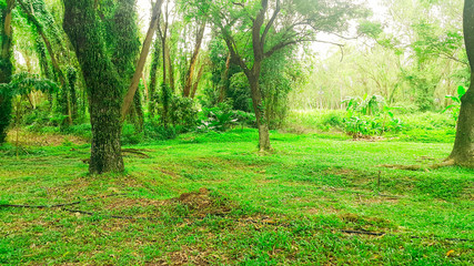 lawn and tropical trees in rainny day  nature green wood  backgrounds.