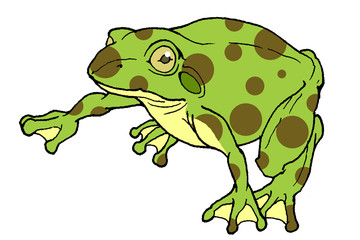 カエル on white background