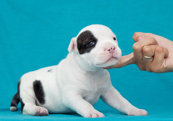 little puppy of the American staffordshire terrier
