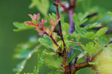 Green grasshopper stands on bush twig in morning field, Slovakia wetland, Slovakia, Europe