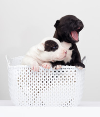 small puppies in a basket