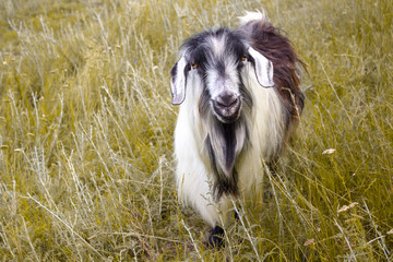 A shaggy goat grazes on a green meadow. Front view.