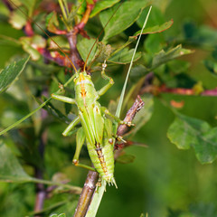 Green grasshopper stands on bush twig in morning field, Slovakia wetland, Slovakia, Europe