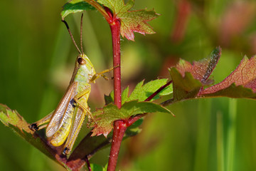 Green grasshopper stands on bush twig in morning field, Slovakia wetland, Slovakia, Europe