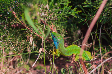 Naklejka na ściany i meble Close-up view of a colorful lizard