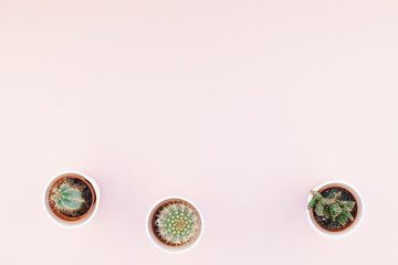 Top view of small pots with decorative cactuses