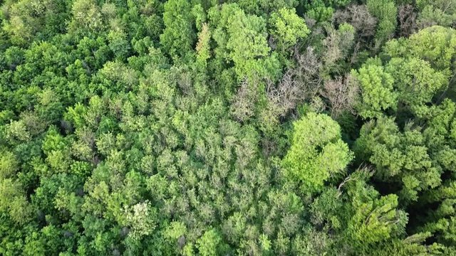 Aerial panoramic video from the drone, a bird's eye view to the forest with green plantings of various ages and heights. 4K resolution video.
