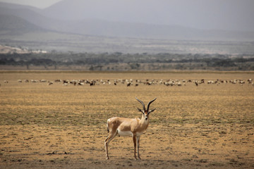 Grant's Gazelle Serengeti Tanzania Safari Africa
