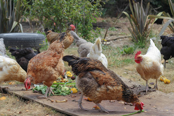 Free Range Organic Chickens