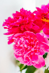 Frame of beautiful fuchsia and white peony flower bouquet on the white background. Closeup, flatlay style.