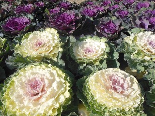 Flowering kale (ornamental cabbages), white and purple, rosettes of brightly colored foliage (Brassica oleracea)