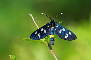 Nine spotted butterfly in its natural environment early summer morning, Danubian wetland, Slovakia, Europe