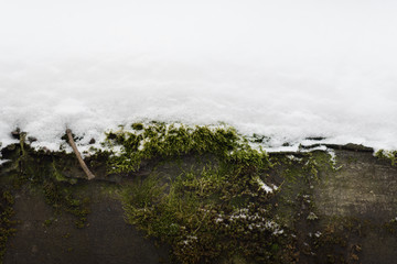 Fresh Snow On Moss On A Big Rock In The Forest