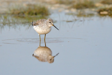Obraz premium Marsh Sandpiper in shallow water
