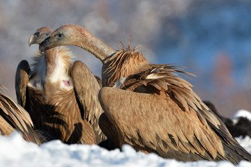 Griffon Vultures Fighting in Winter Landscape