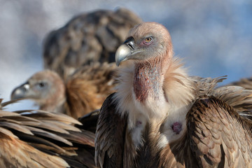 Griffon Vultures in Winter Landscape, into the Mountains