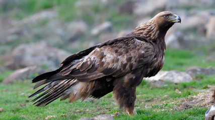 Golden Eagle Sitting on the Ground