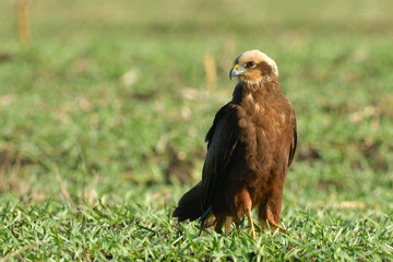 Marsh harrier (Circus aeruginosus)