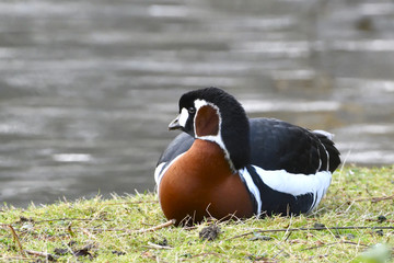 Red-breasted Goose on a meadow, near water