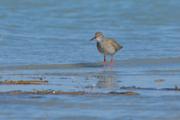 Common Redshank in shallow water