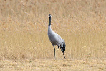 Common Crane, on the field, in autumn