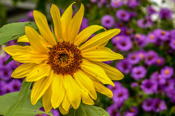 Beautiful Heliantus Tuberosus flower in summer time