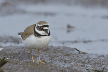 Little ringed plover on water shore