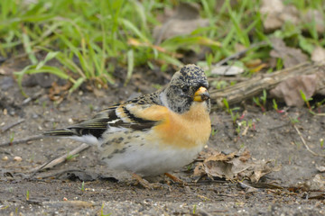 Brambling feeding on the ground