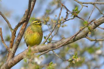 Yellowhammer on a tree branch