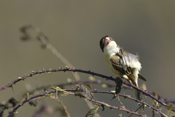 Woodchat shrike on a branch