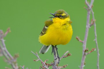 Yellow Wagtail in Springtime