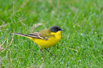Yellow Wagtail in Springtime