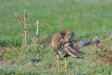 Eurasian stone curlew on the ground
