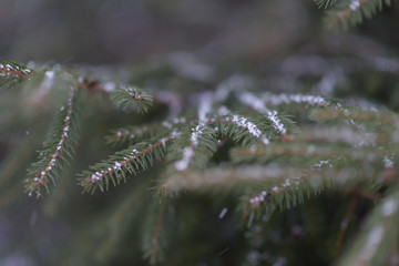 Fir trees in the snow in the forest.