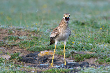 Eurasian stone curlew on the ground
