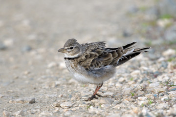 Calandra lark on the ground