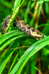 caterpillar on grass