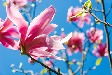beautiful blooming magnolia tree