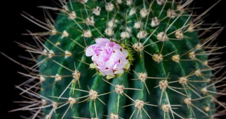 Tender pink cactus flower blooming in time lapse on a black background. Gymnocalycium opening in 4k life cycle