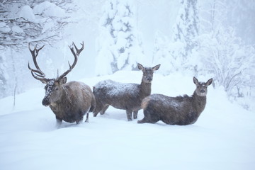 Rothirschgruppe im tiefen Winter