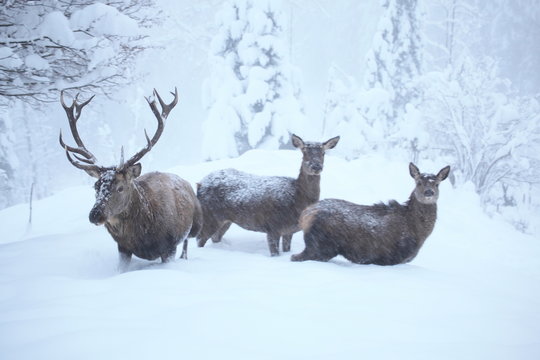 Rothirschgruppe im tiefen Winter