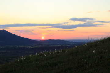 Löwenzahnblüten im Sonnenuntergang